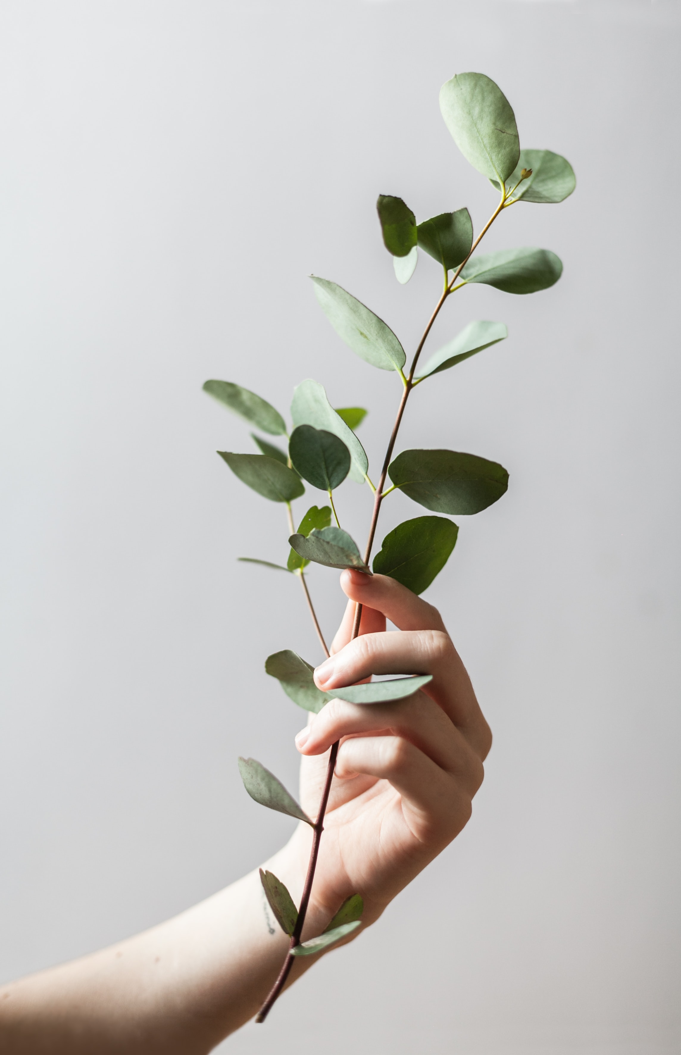 leaves